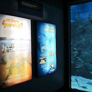 Shark Tank Exhibit - Wall Graphics