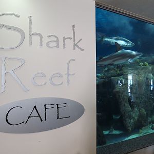 Shark Reef Cafe - View of Shark Tank Exhibit