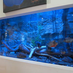 Shark Reef Cafe - Red-bellied Piranha Exhibit