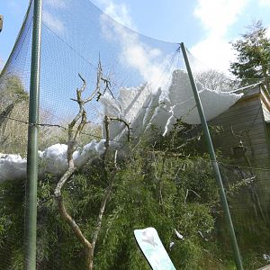 Pied Tamarin enclosure, March 2018