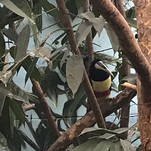 World of Birds - Black-necked aracari 290118