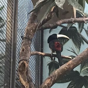 World of Birds - Black-necked aracari 290118