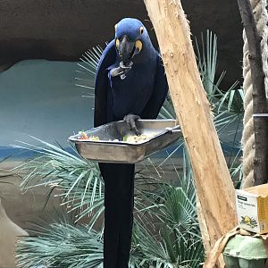 World of Birds - Hyacinth macaw 290118