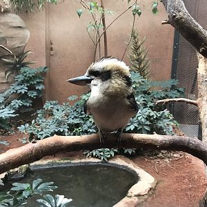 World of Birds - Laughing kookaburra 290118