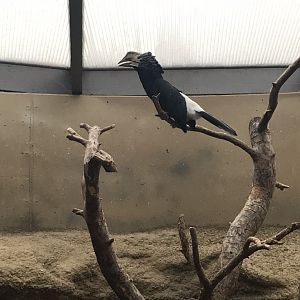 World of Birds - Silvery-cheeked hornbill 290118