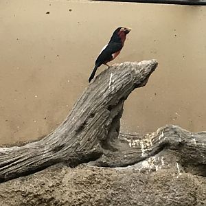 World of Birds - Bearded barbet 290118