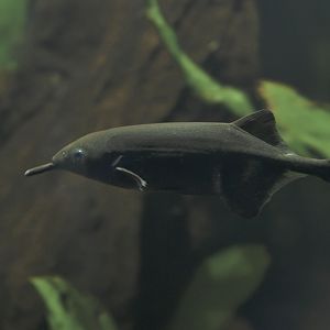 Elephantnose fish