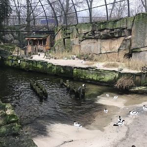 Waders Aviary 290118
