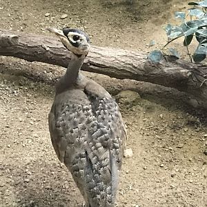 White-bellied Bustard 290118
