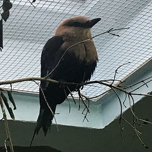 Blue-bellied roller 290118