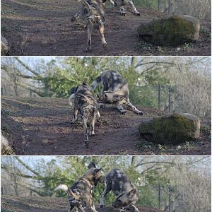 Hunting dog pups at play