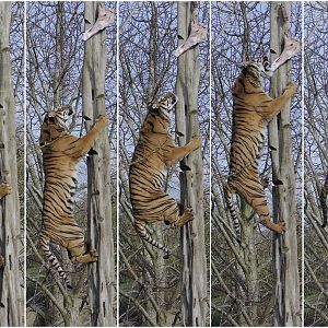 Kirana works for her food