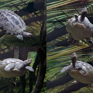 Painted batagur composite