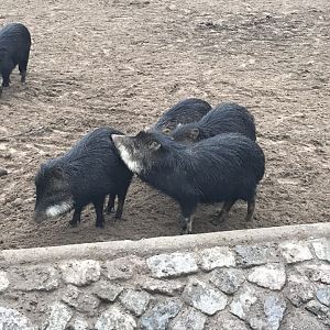 Southern white-lipped peccaries 290118