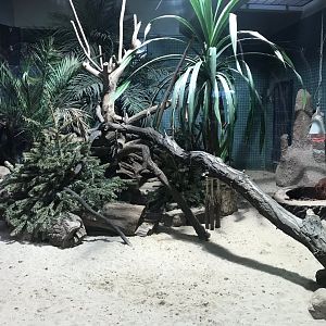 Dwarf mongoose exhibit 290118