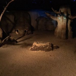 Aardvark and Springhaas exhibit 290118