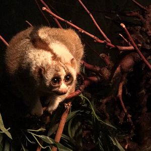 Slow loris 290118
