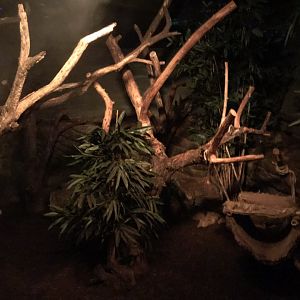 Kinkajou exhibit 290118