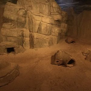 Fennec exhibit 290118