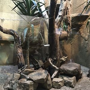 Narrow-striped mongoose exhibit 290118