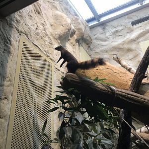 Ring-tailed mongoose 290118