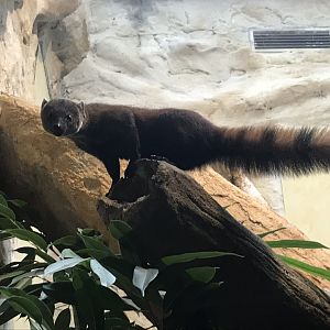 Ring-tailed mongoose 290118