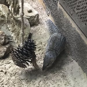 Narrow-striped mongoose 290118