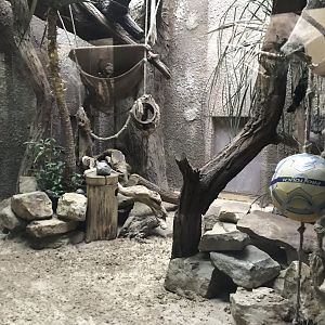 Second Narrow-striped mongoose exhibit 290118