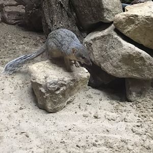 Narrow-striped mongoose 290118