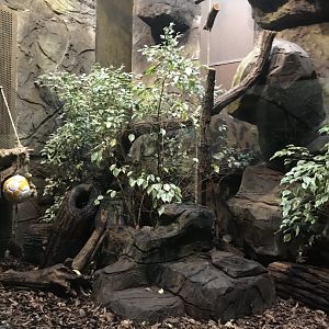 Second Ring-tailed mongoose exhibit 290118