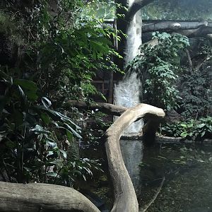 Jaguarundi exhibit 290118