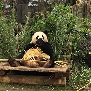 Giant panda 290118