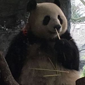 Giant panda 290118