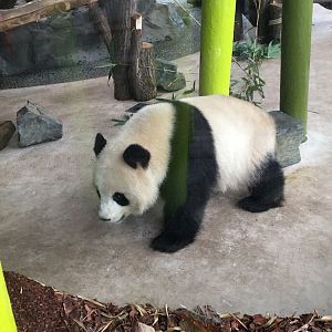 Giant panda 290118