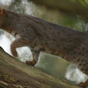 Rusty-spotted cat (Prionailurus rubiginosus)