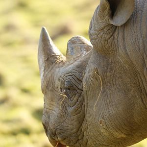 Black rhinoceros (Diceros bicornis)
