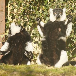 White-belted black-and-white ruffed lemur (Varecia variegata subcincta)