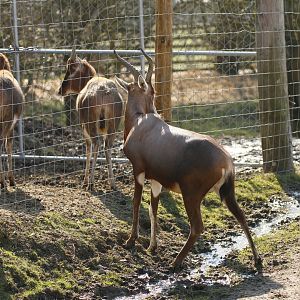 Blesbok (Damaliscus pygargus phillipsi)