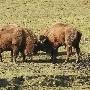 Wisent (Bison bonasus) play fighting