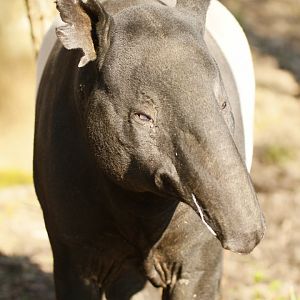Malayan tapir (Tapirus indicus)