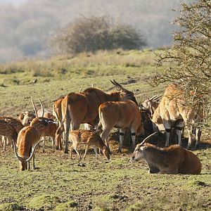 Eland, lechwe & chital