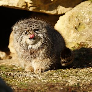 Pallas's cat (Otocolobus manul)