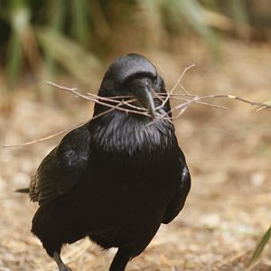 Raven (Corvus corax) beginning nest building