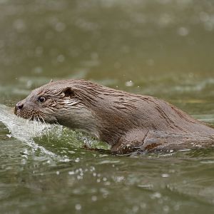 Eurasian otter (Lutra lutra) taking matters into its own paws and breaking the ice