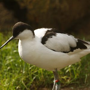 Avocet (Recurvirostra avosetta)