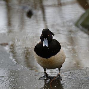 Tufted duck (Aythya fuligula)