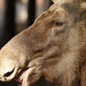 Moose (Alces alces)