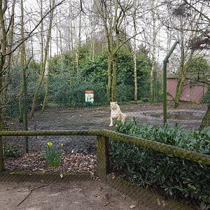 White lion-enclosure
