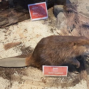 Stuffed Beaver