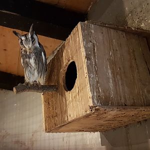 Northern white-faced owl